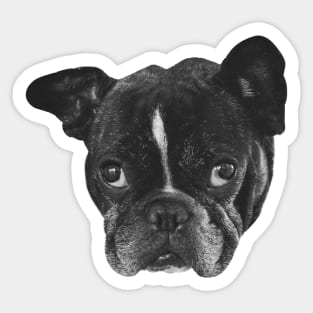 Boston Terrier Dog head Sticker